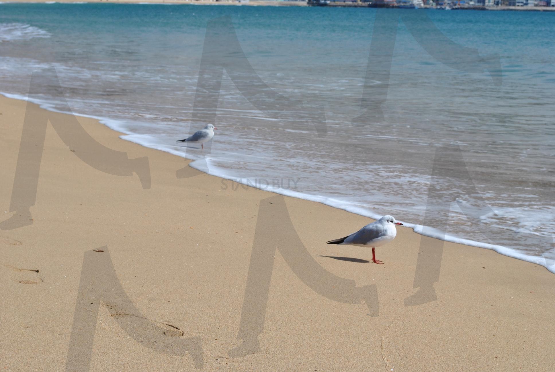 해운대 백사장 갈매기 | 부산, 해운대, 백사장, 모래, 갈매기, 바다, 파도, 자연, 풍경, 새 | 스탠바이 STANDBUY 디지털 콘텐츠