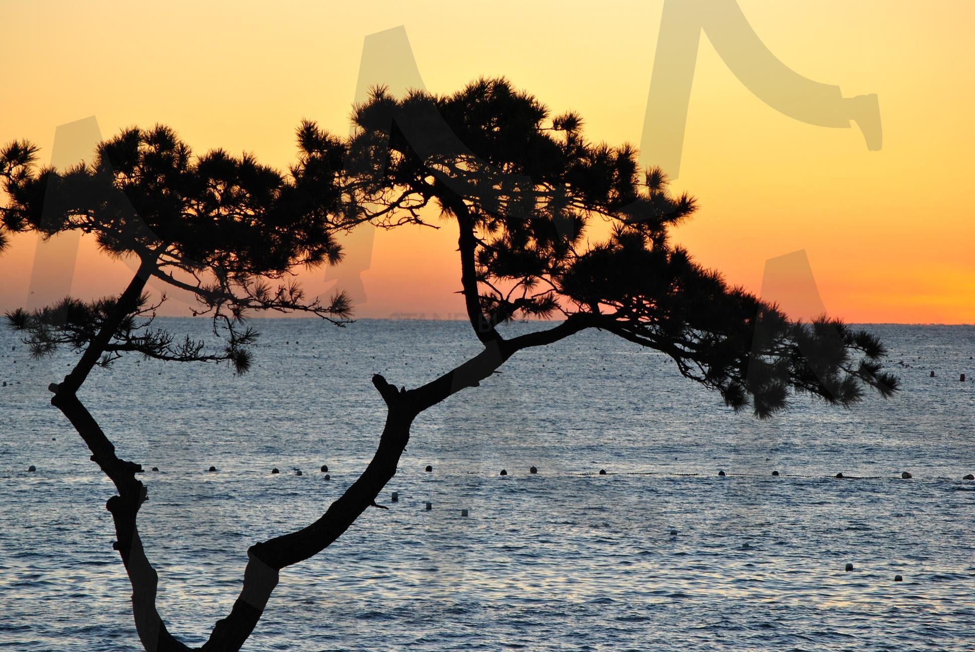부산 기장바다와 소나무 | 부산, 기장, 바다, 소나무, 여명, 일출, 자연, 풍경, 사진 | 스탠바이 STANDBUY 디지털 콘텐츠