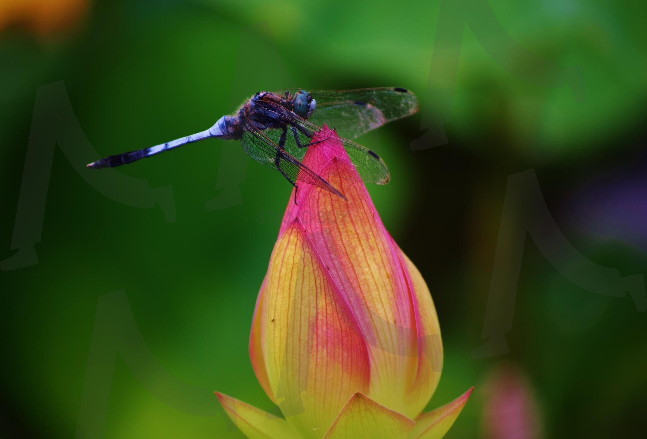 연꽃 위 하늘 잠자리 | 하늘잠자리, 연꽃, 자연, 쉼, 휴식, 날개, 사진, 풍경, 불교 | 스탠바이 STANDBUY 디지털 콘텐츠