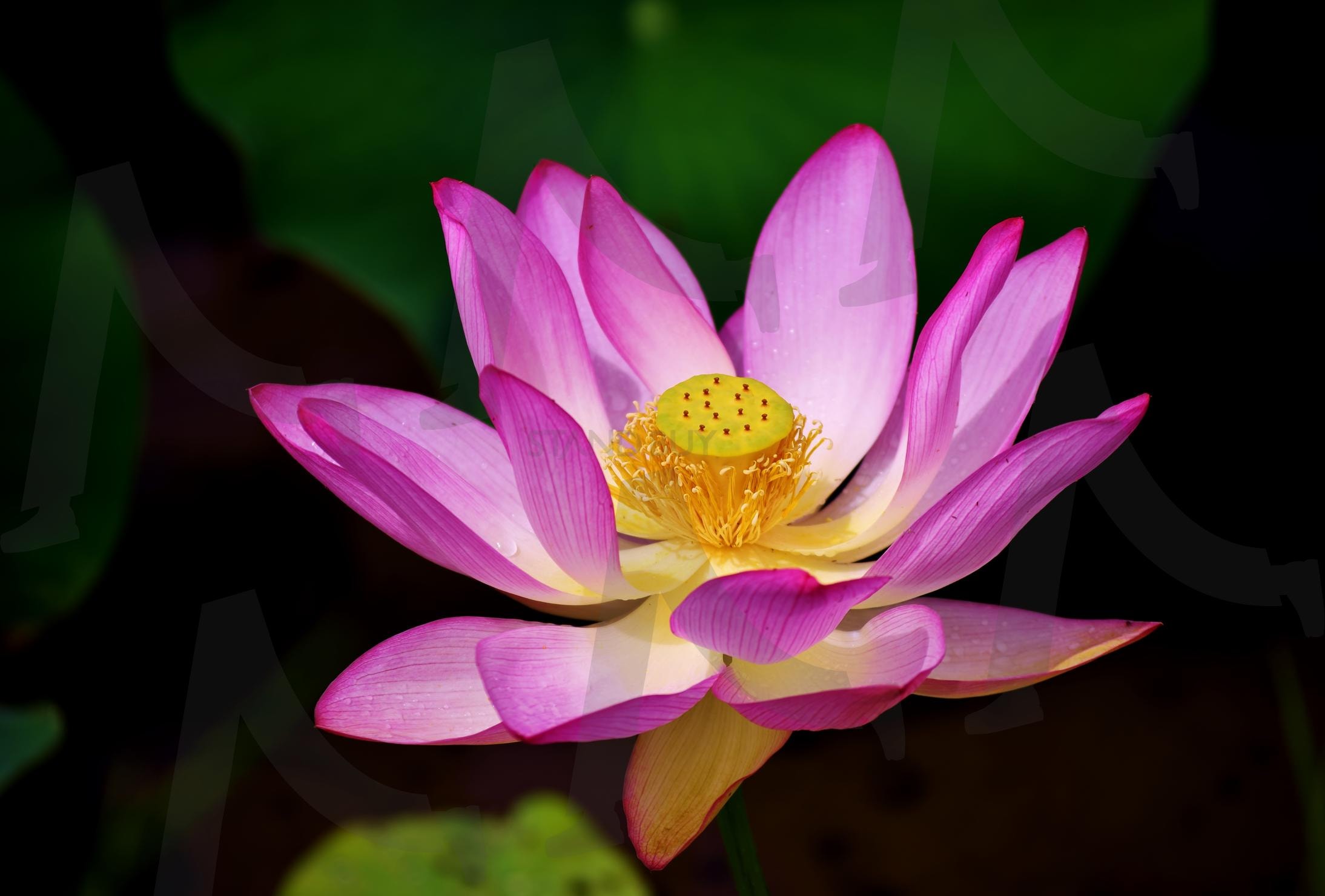 분홍 연꽃 | 연꽃, 분홍, 핑크, 자연, 꽃, 배경, 풍경, 사진, 불교, 템플 | 스탠바이 STANDBUY 디지털 콘텐츠