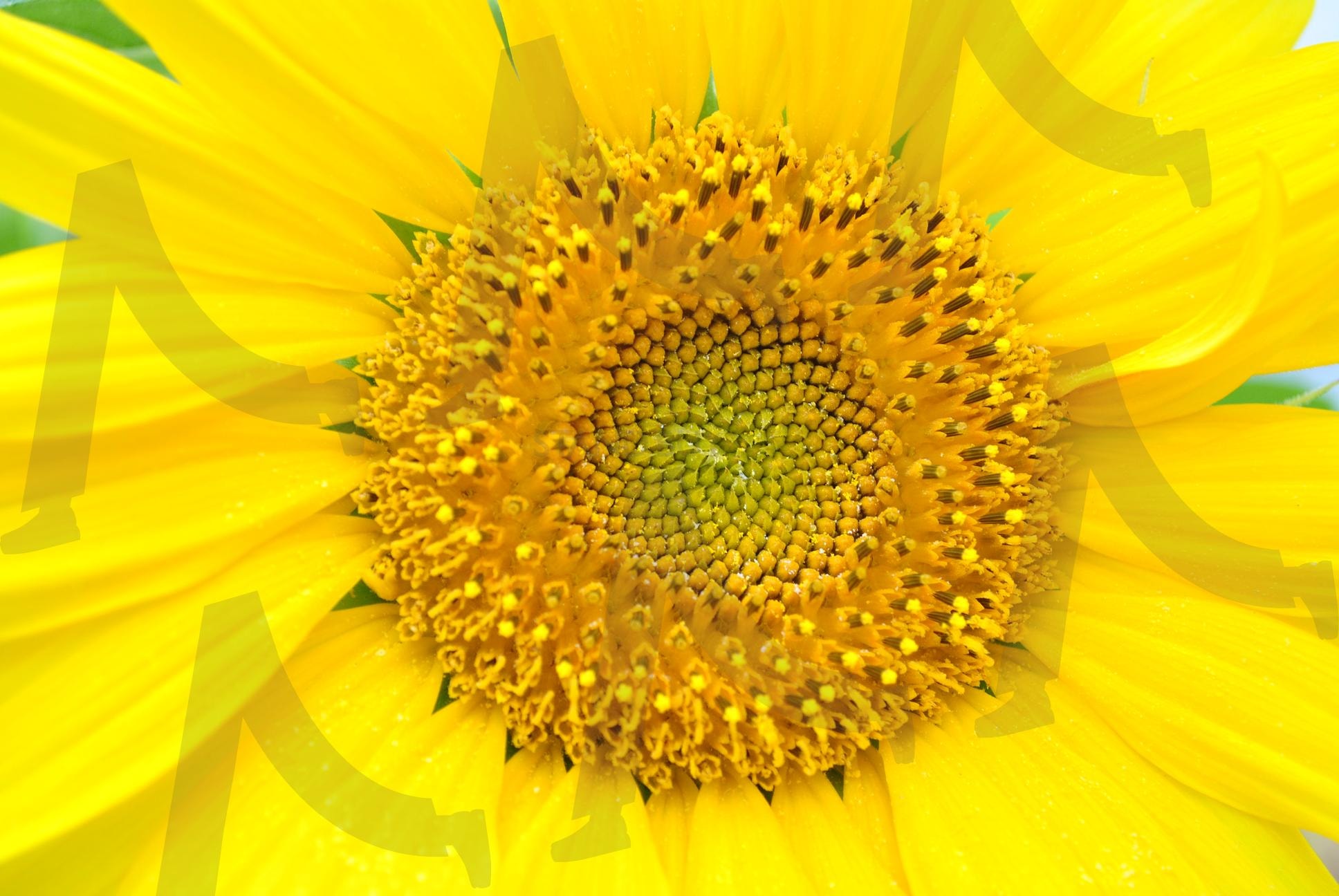 부와 풍요를 가져오는 황금 해바라기 | 노랑, 황금, 부, 풍요, 씨, 꽃잎, 식물, 여름, 야생, 생명 | 스탠바이 STANDBUY 디지털 콘텐츠