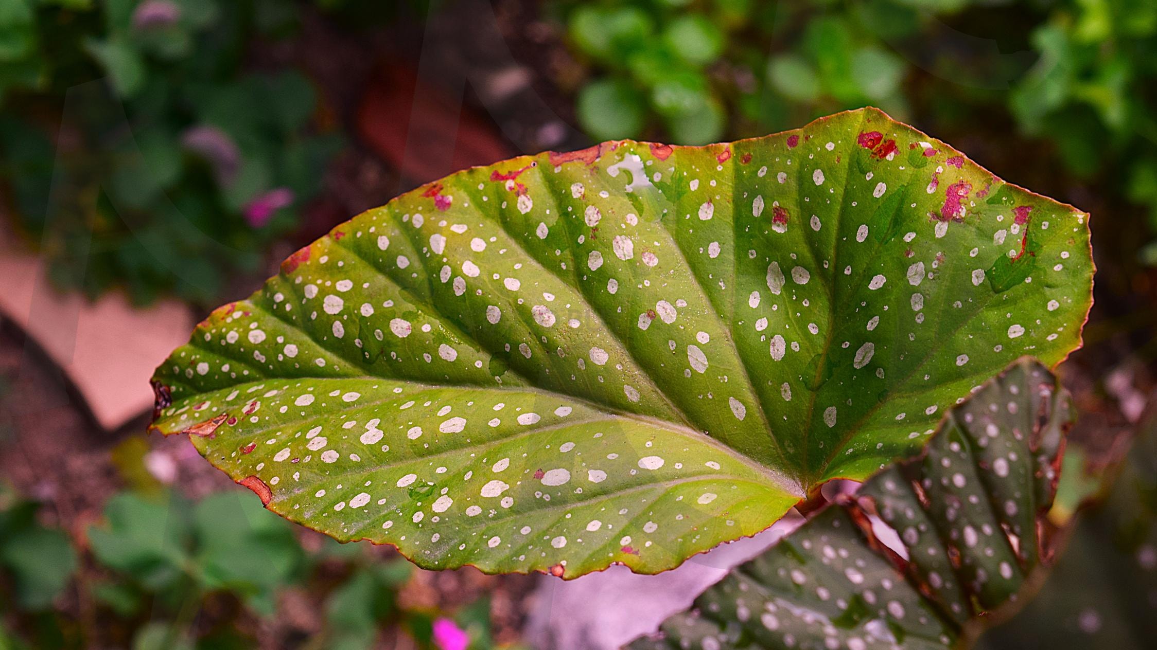 초록 잎에 생긴 원형 무늬 | 잎, 초록, 흰색, 원, 패턴, 모양, 무늬, 식물 | 스탠바이 STANDBUY 디지털 콘텐츠