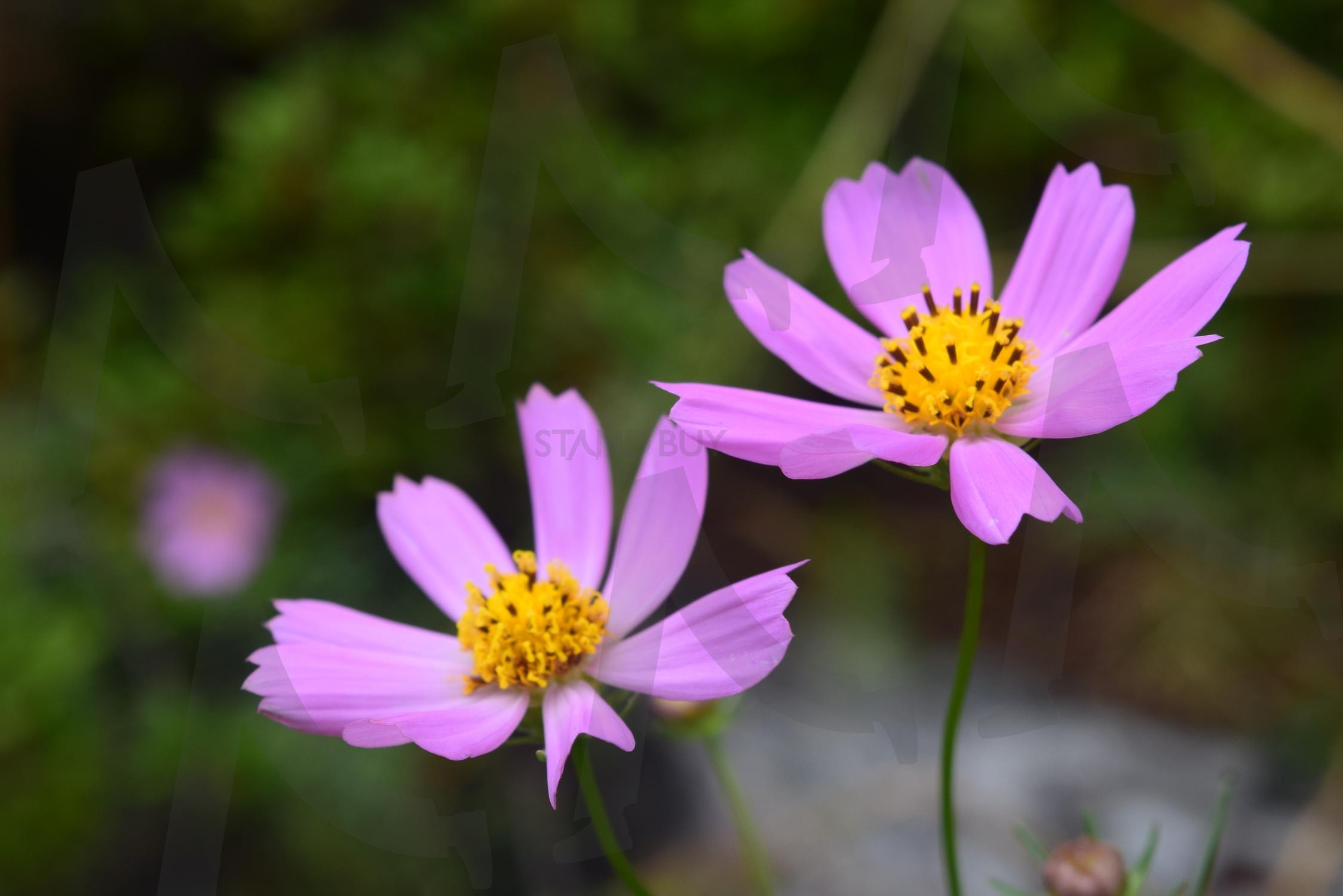 가을 핑크 코스모스 두송이 | 가을, 꽃, 코스모스, 여름, 분홍, 핑크, 식물, 들, 산, 자연 | 스탠바이 STANDBUY 디지털 콘텐츠