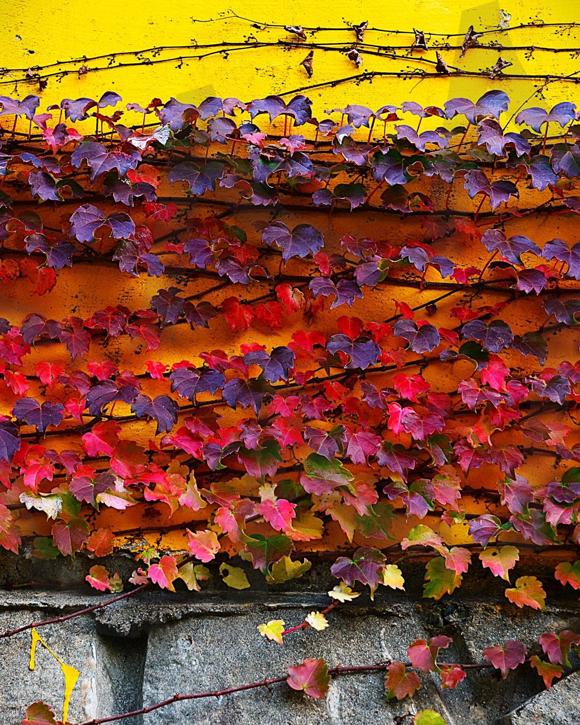 노란 벽을 타고 자라는 빨간 담쟁이 덩굴 | 벽, 노랑, 빨강, 담쟁이, 덩굴, 식물, 자연, 바인, 성장, 야생 | 스탠바이 STANDBUY 디지털 콘텐츠