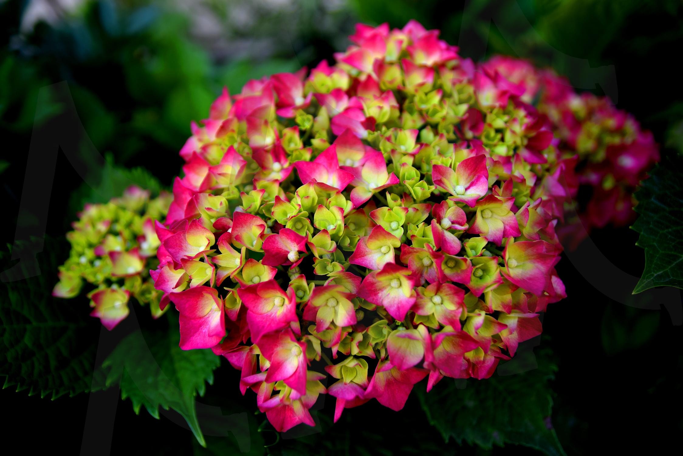 활짝 핀 분홍 수국 | 분홍, 핑크, 식물, 꽃, 수국, 초록, 자연, 여름, 봄 | 스탠바이 STANDBUY 디지털 콘텐츠