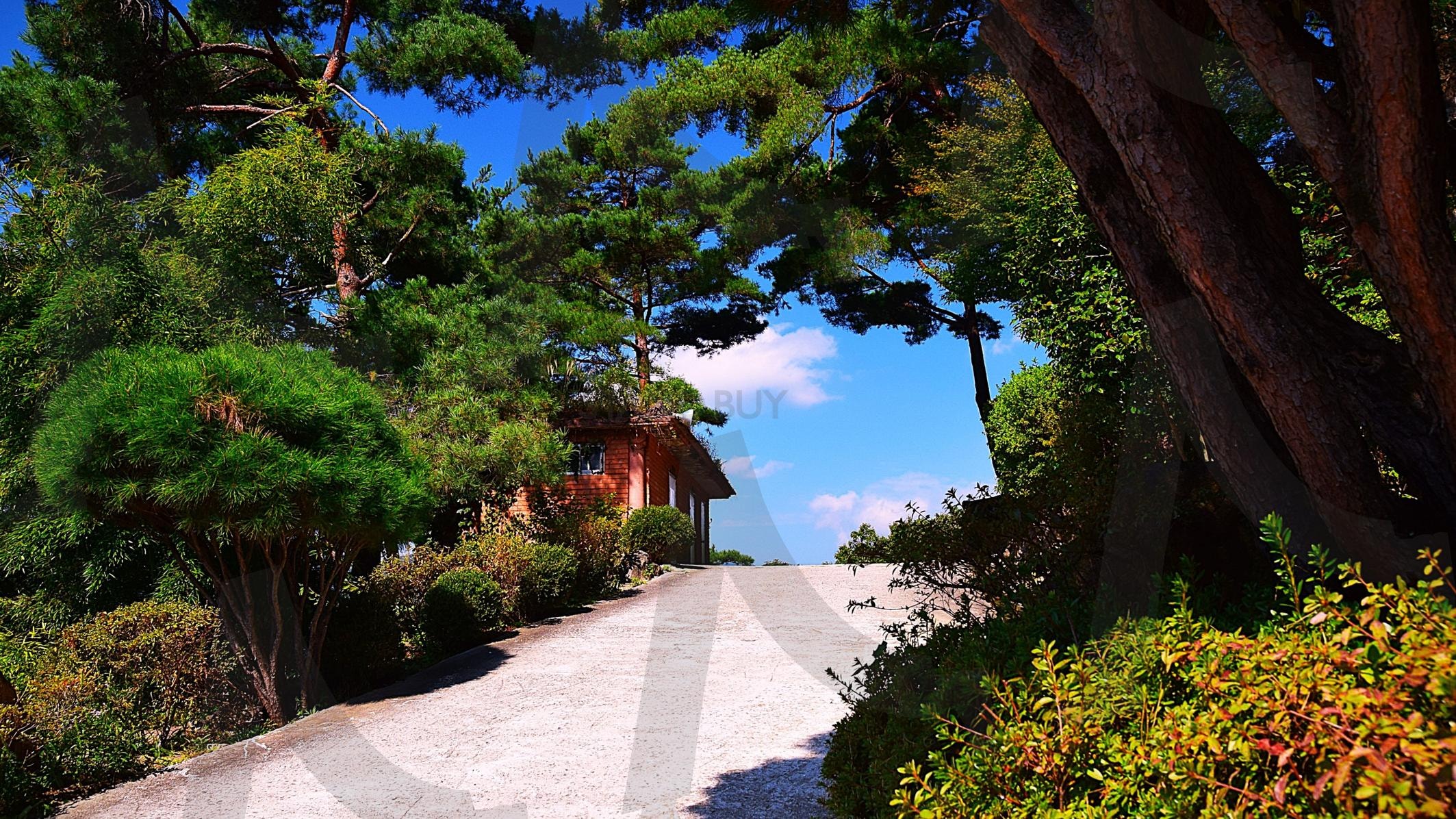 올라가는 산길 | 길, 나무, 꽃, 식물, 야생, 자연, 풍경, 하늘, 소나무 | 스탠바이 STANDBUY 디지털 콘텐츠