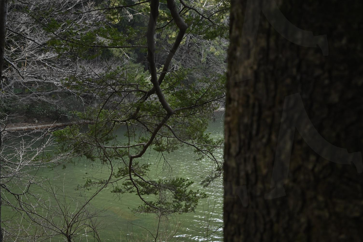 수원지 나뭇가지 | 수원지, 나무, 겨울수원지, 겨울나무, 호숫가 | 스탠바이 STANDBUY 디지털 콘텐츠
