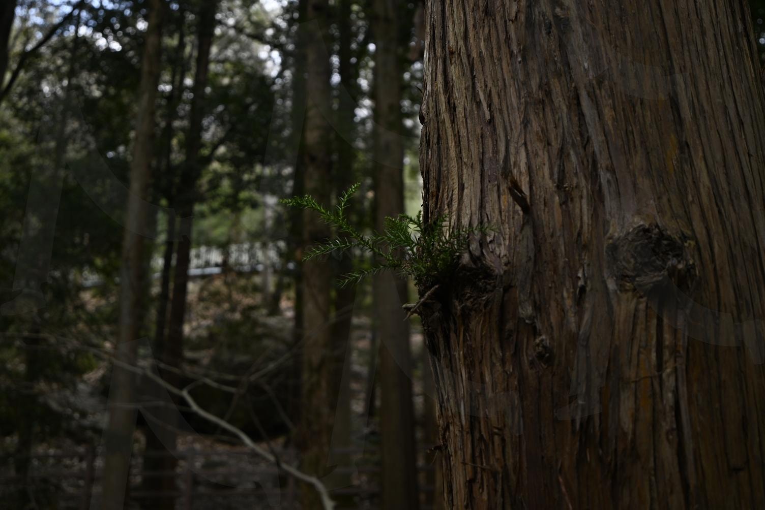 겨울 편백나무 | 편백, 나무, 겨울 나무, 편백숲, 편백나무 | 스탠바이 STANDBUY 디지털 콘텐츠