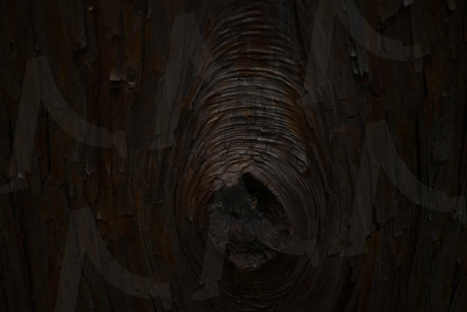 편백나무 옹이 | 편백, 나무, 옹이, 어린이대공원, 부산 | 스탠바이 STANDBUY 디지털 콘텐츠