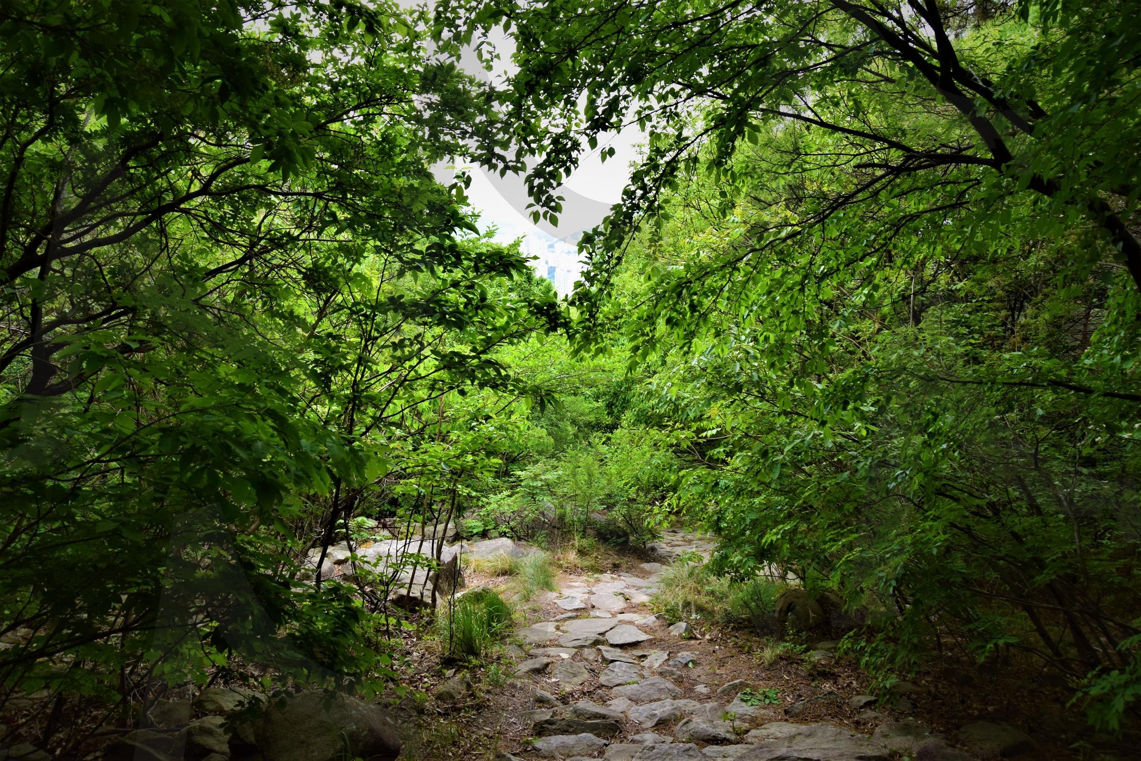 숲속에 숨어있는 하트 | 하트, 구름, 하늘, 숲, 그린, 초록, 산, 나무, 식물, 여름 | 스탠바이 STANDBUY 디지털 콘텐츠