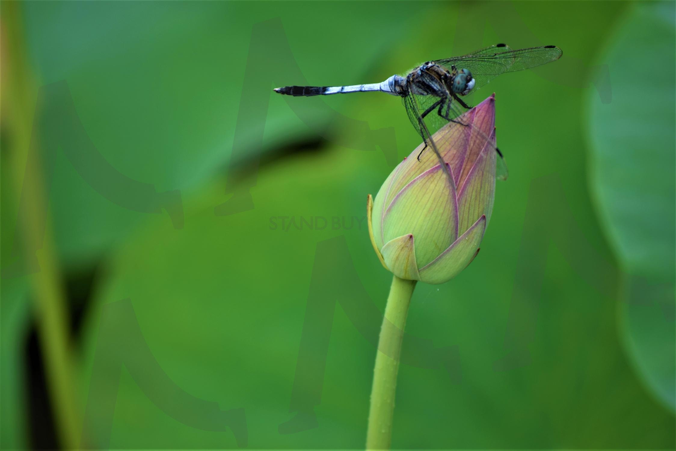 연꽃과 하늘 잠자리 | 연꽃, 초록, 그린, 연못, 수련, 잠자리, 곤충, 식물, 여름 | 스탠바이 STANDBUY 디지털 콘텐츠