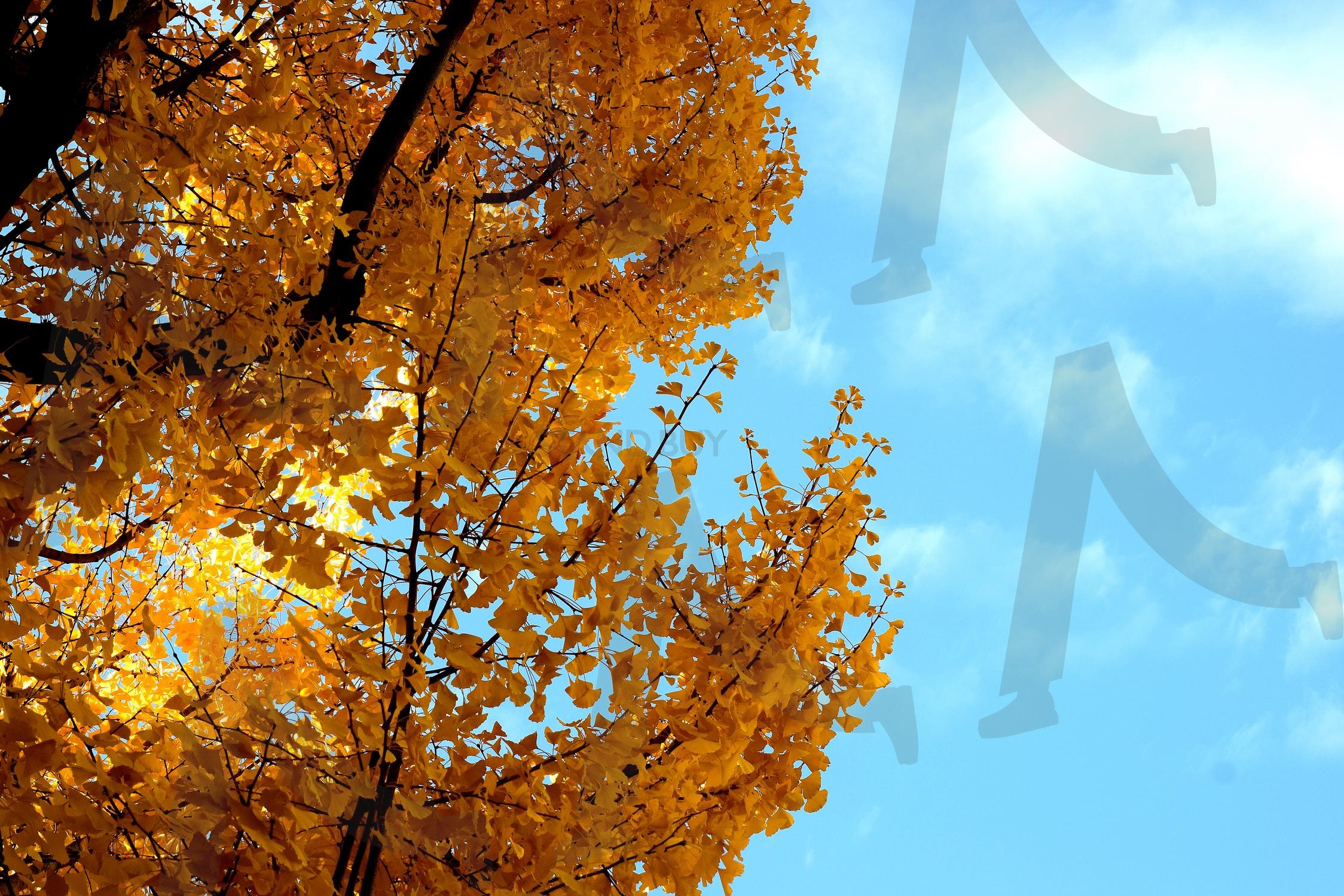은행나무와 푸른 하늘 | 하늘, 은행, 나무, 가을, 구름, 자연, 풍경, 낙엽, 노랑 | 스탠바이 STANDBUY 디지털 콘텐츠