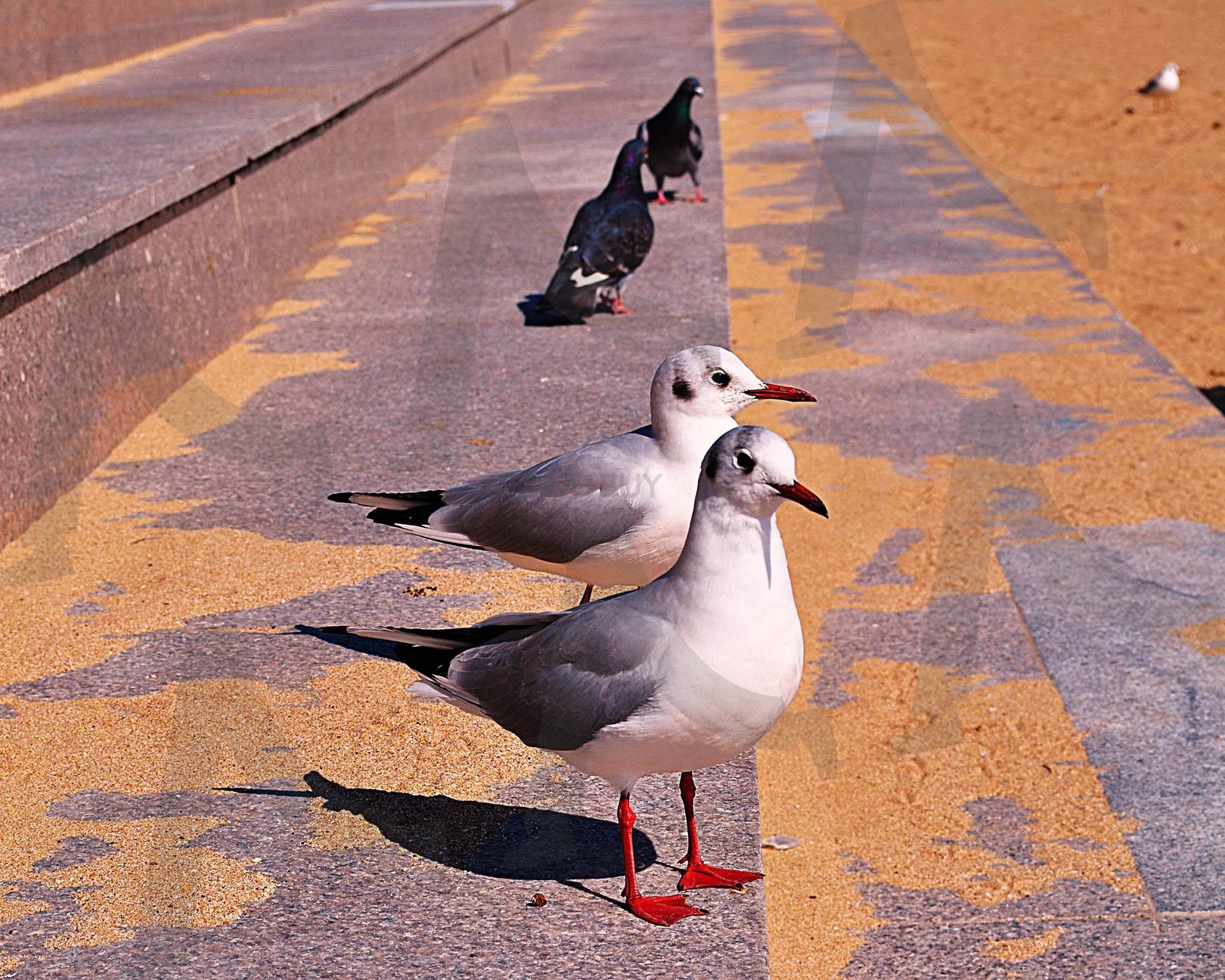 깡있는 부산 갈매기 | 부산, 갈매기, 모래, 해수욕장, 스탠드, 의자, 새, 야생, 동물 | 스탠바이 STANDBUY 디지털 콘텐츠