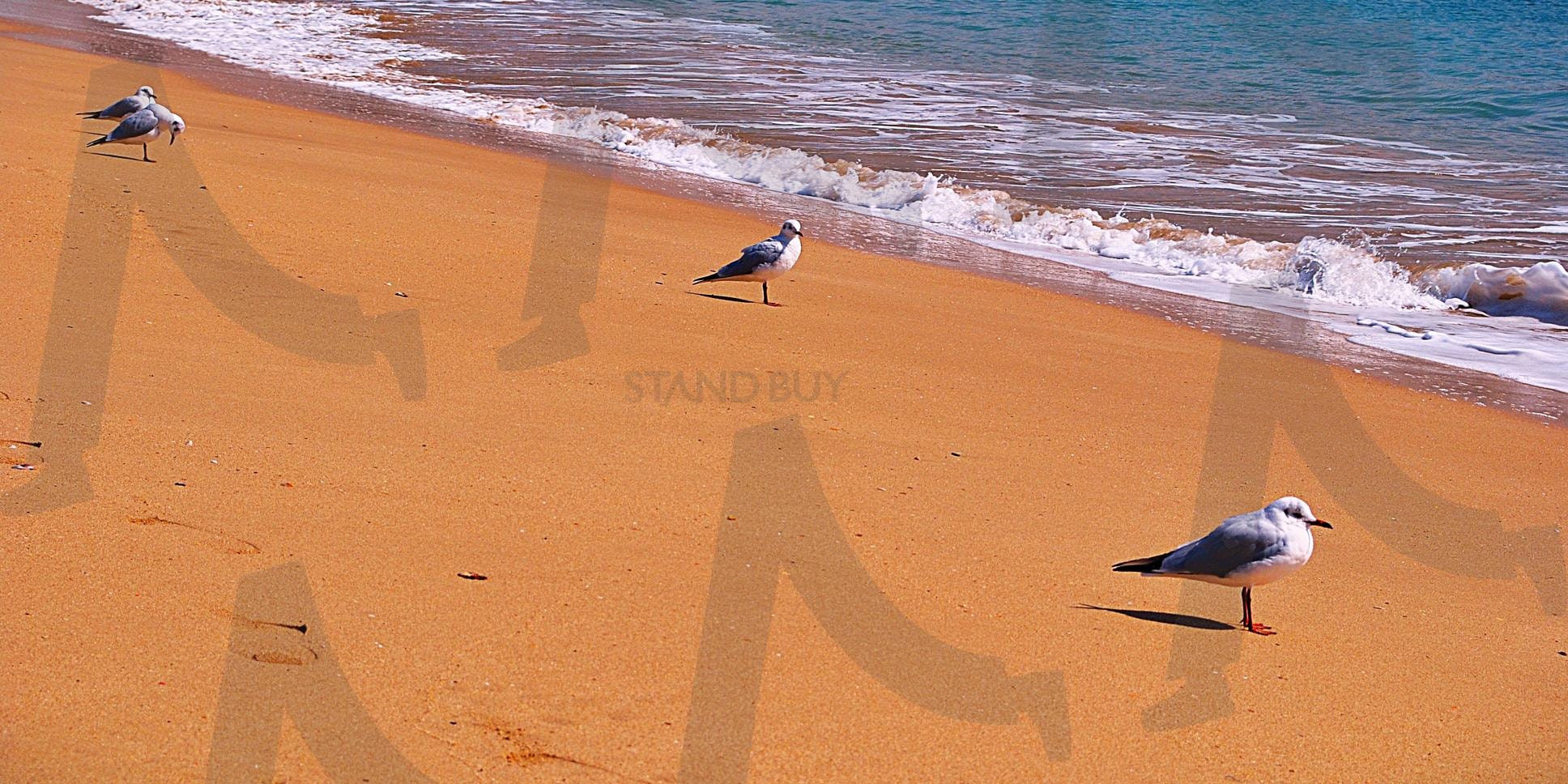 부산 바다와 모래 위 갈매기 | 부산, 바다, 파도, 파랑, 모래, 해수욕장, 갈매기, 야생, 동물, 새 | 스탠바이 STANDBUY 디지털 콘텐츠