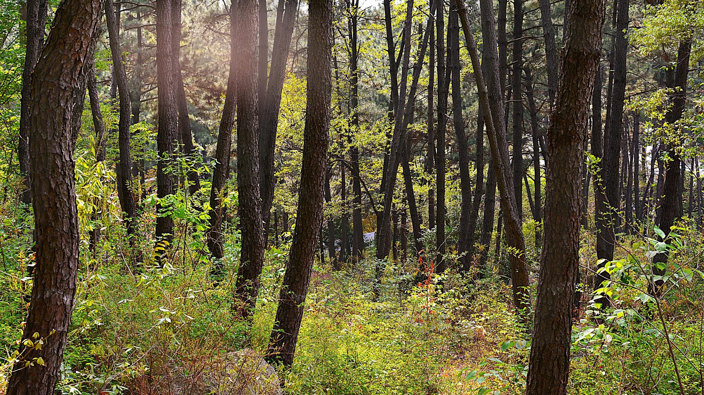 햇살이 비춰지는 숲속길 | 숲, 햇살, 해, 태양, 나무, 자연, 풀, 초록, 산 | 스탠바이 STANDBUY 디지털 콘텐츠