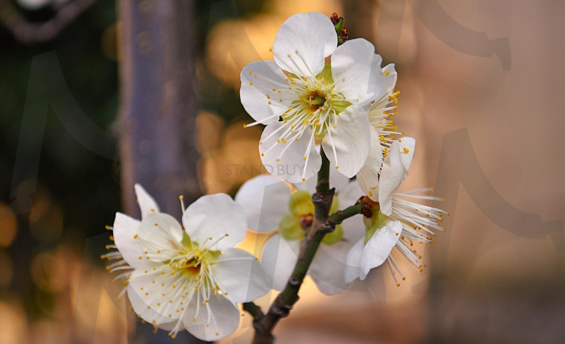 흰 매화 확대 | 흰, 매화, 하얀, 노랑, 나무, 확대, 매크로, 줄기, 식물, 봄 | 스탠바이 STANDBUY 디지털 콘텐츠