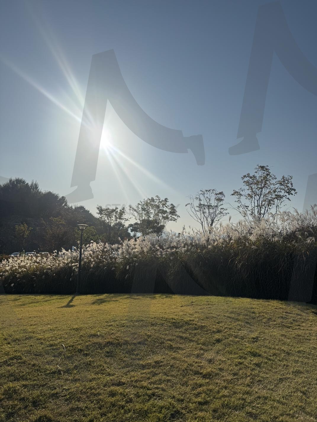 Eohyeon-dong, Namwon-si, Jeonbuk State, Republic of Korea | autumn, Namwon-si, reeds, sky, Jeonbuk State, Republic of Korea | 스탠바이 STANDBUY 디지털 콘텐츠