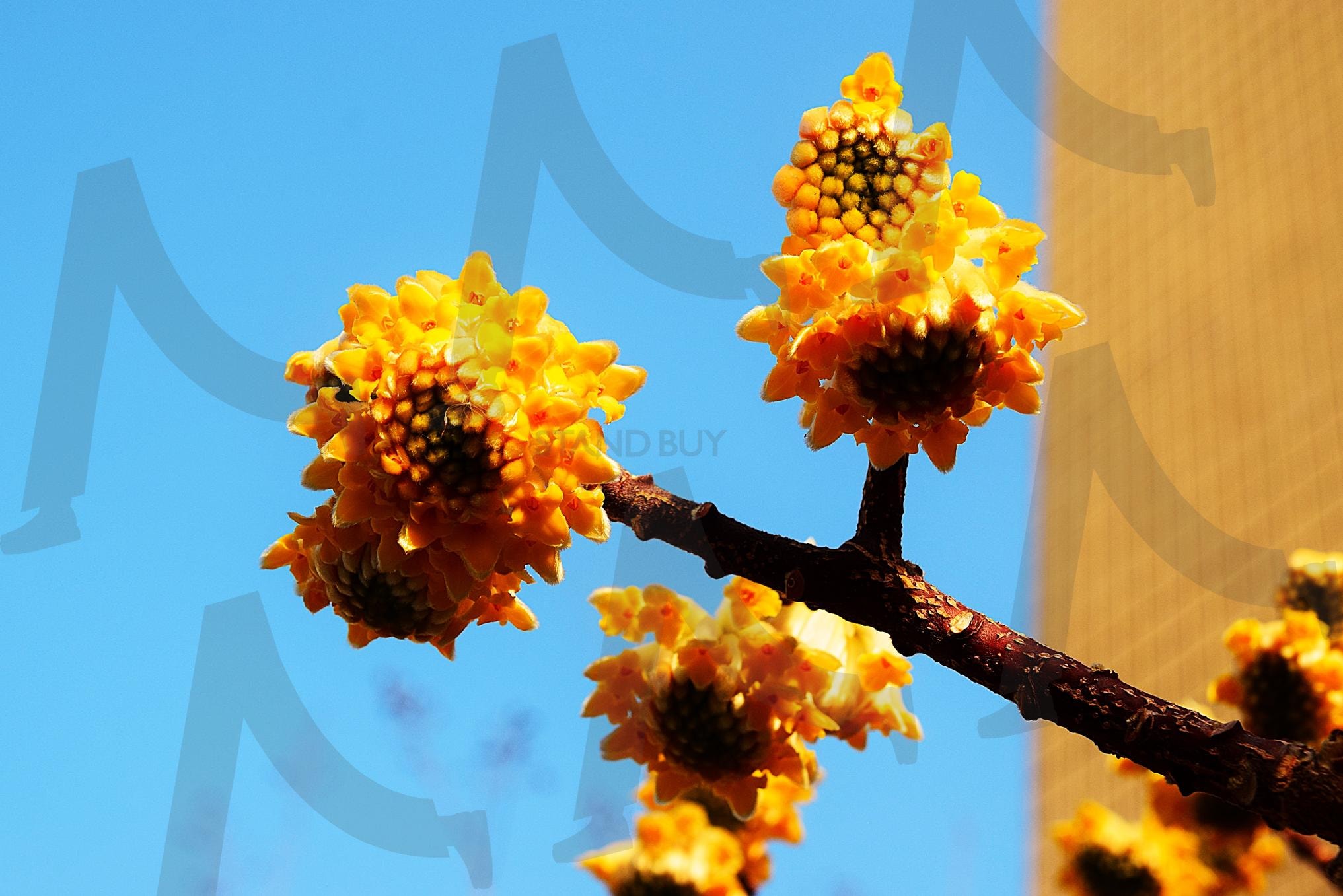 나무가지 끝의 꽃 | 봄, 꽃, 싹, 피어남, 나무, 가지, 하늘, 식물, 봉오리 | 스탠바이 STANDBUY 디지털 콘텐츠