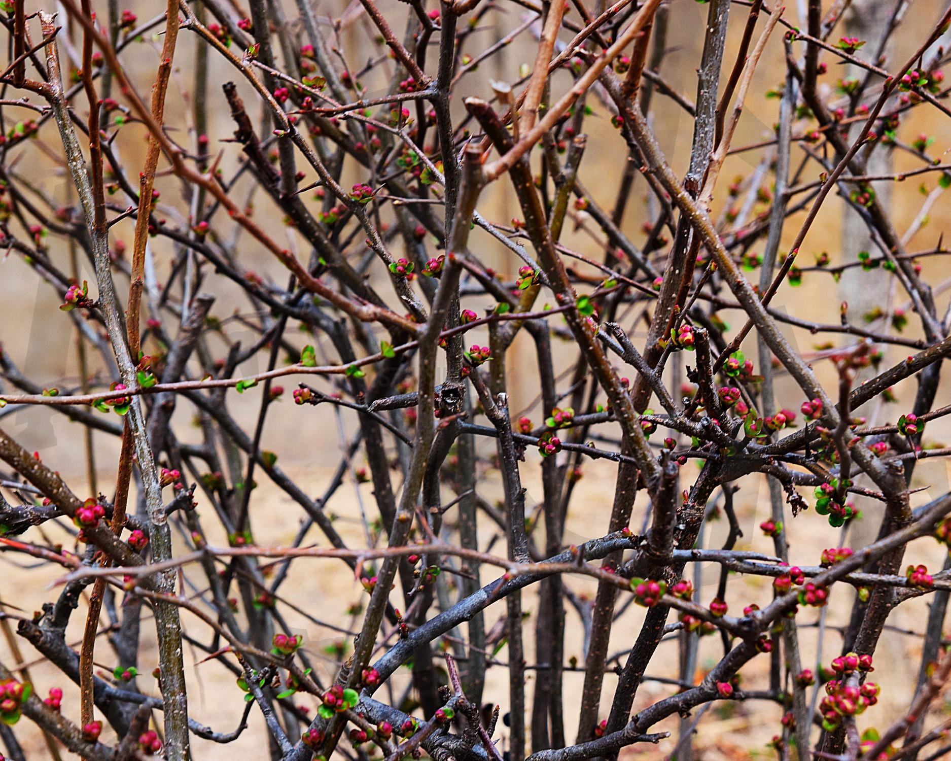 자연은 벌써 봄 맞이 준비중 | 봄, 나뭇가지, 봉오리, 식물, 분홍, 핑크, 꽃, 순, 싹 | 스탠바이 STANDBUY 디지털 콘텐츠