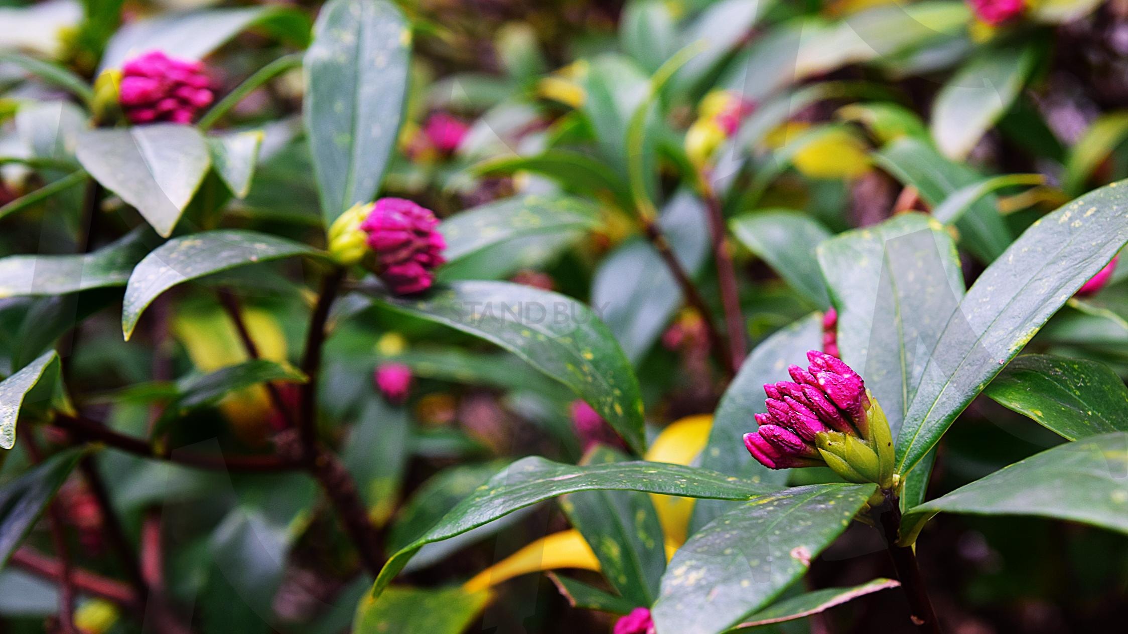 서향 꽃나무(꿈속의 사랑) | 서향, 천리향, 남부지방, 해운대구 장산, 꿈속의 사랑, 식물, 자연, 꽃, 봄 | 스탠바이 STANDBUY 디지털 콘텐츠