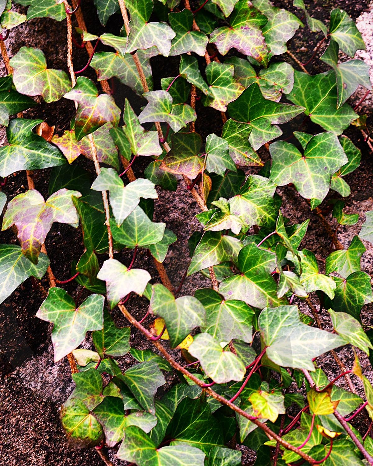 초록 덩굴 식물 | 초록, 그린, 덩굴, 나무, 식물, 줄기, 잎, 돌, 바위 | 스탠바이 STANDBUY 디지털 콘텐츠