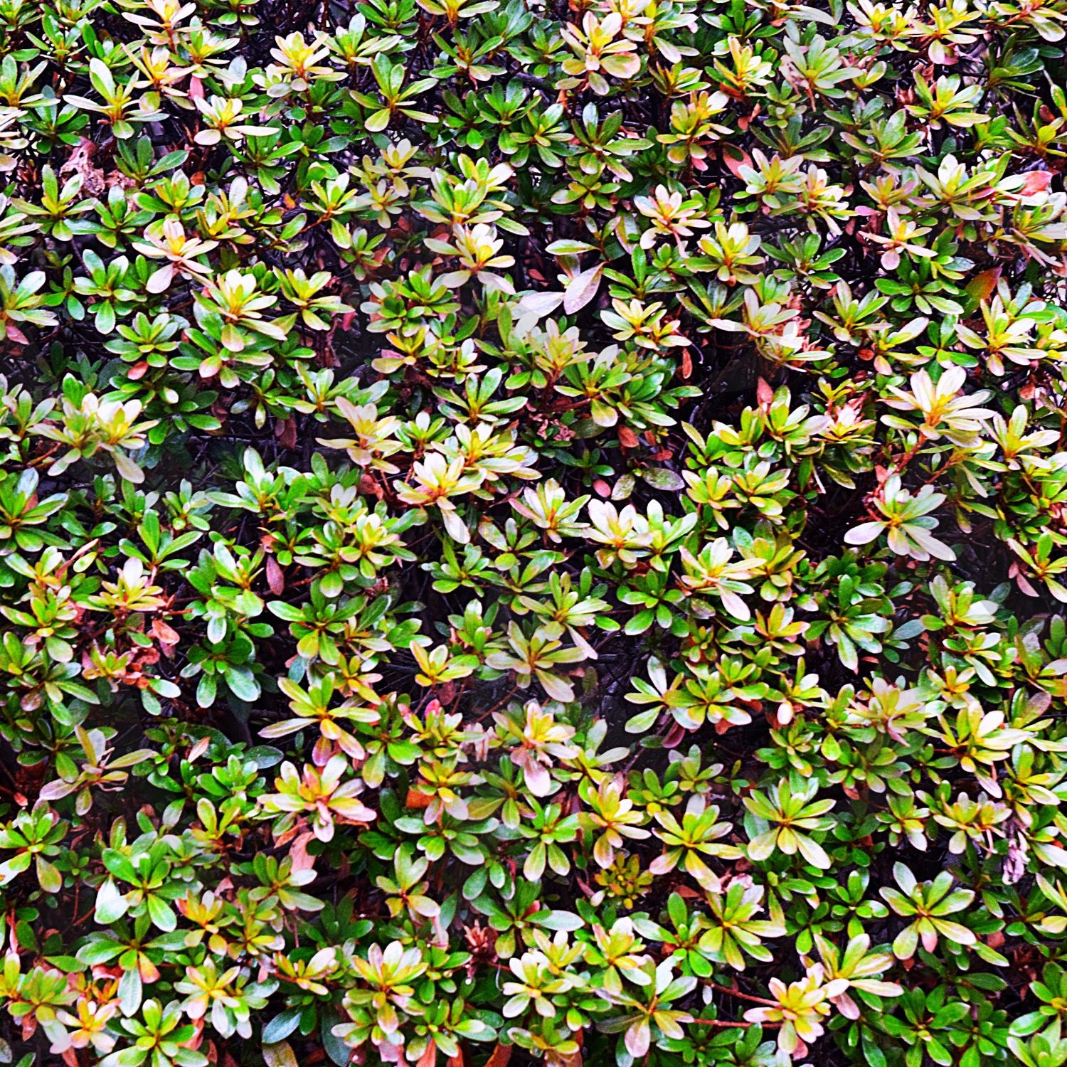 초록 잎 가득한 풍요로움 | 잎, 초록, 그린, 나무, 식물, 철쭉, 봄, 무늬, 패턴, 자연 | 스탠바이 STANDBUY 디지털 콘텐츠