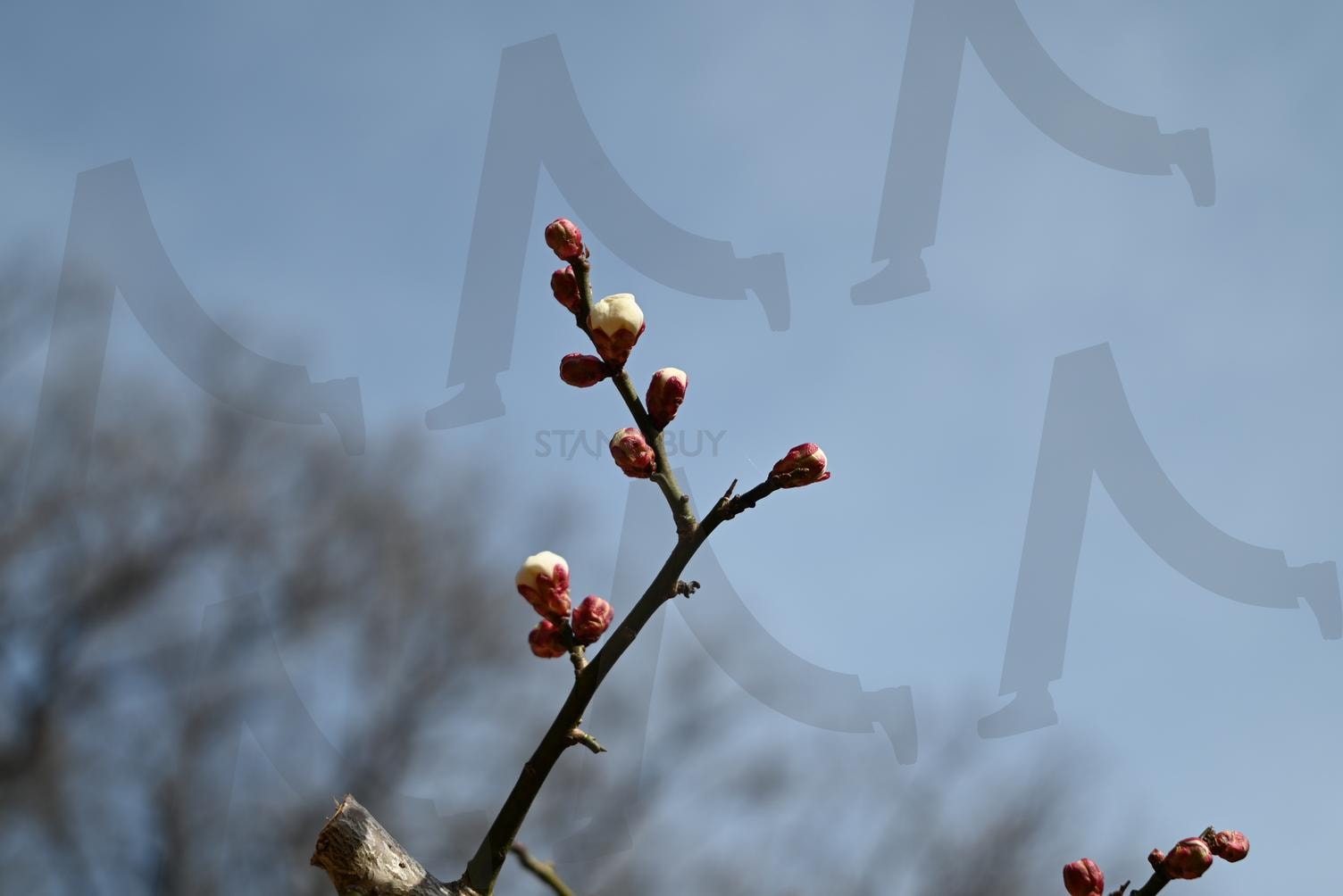매화 꽃봉오리 | 매화, 꽃봉오리, 봄꽃, 꽃사진, 초봄 사진 | 스탠바이 STANDBUY 디지털 콘텐츠