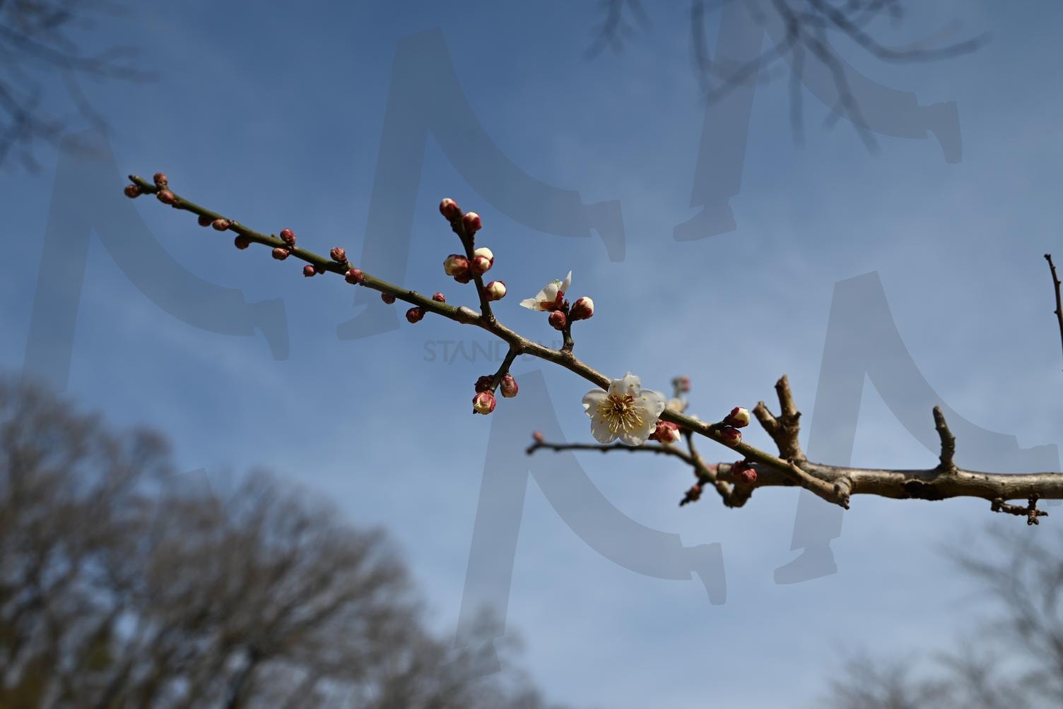 매화꽃 4 | 매화, 꽃, 봄, 나무, 예쁜꽃 | 스탠바이 STANDBUY 디지털 콘텐츠