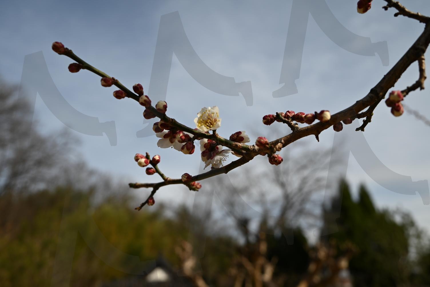 매화꽃 6 | 매화, 봄, 꽃, 예쁜 꽃사진, 꽃봉오리 | 스탠바이 STANDBUY 디지털 콘텐츠