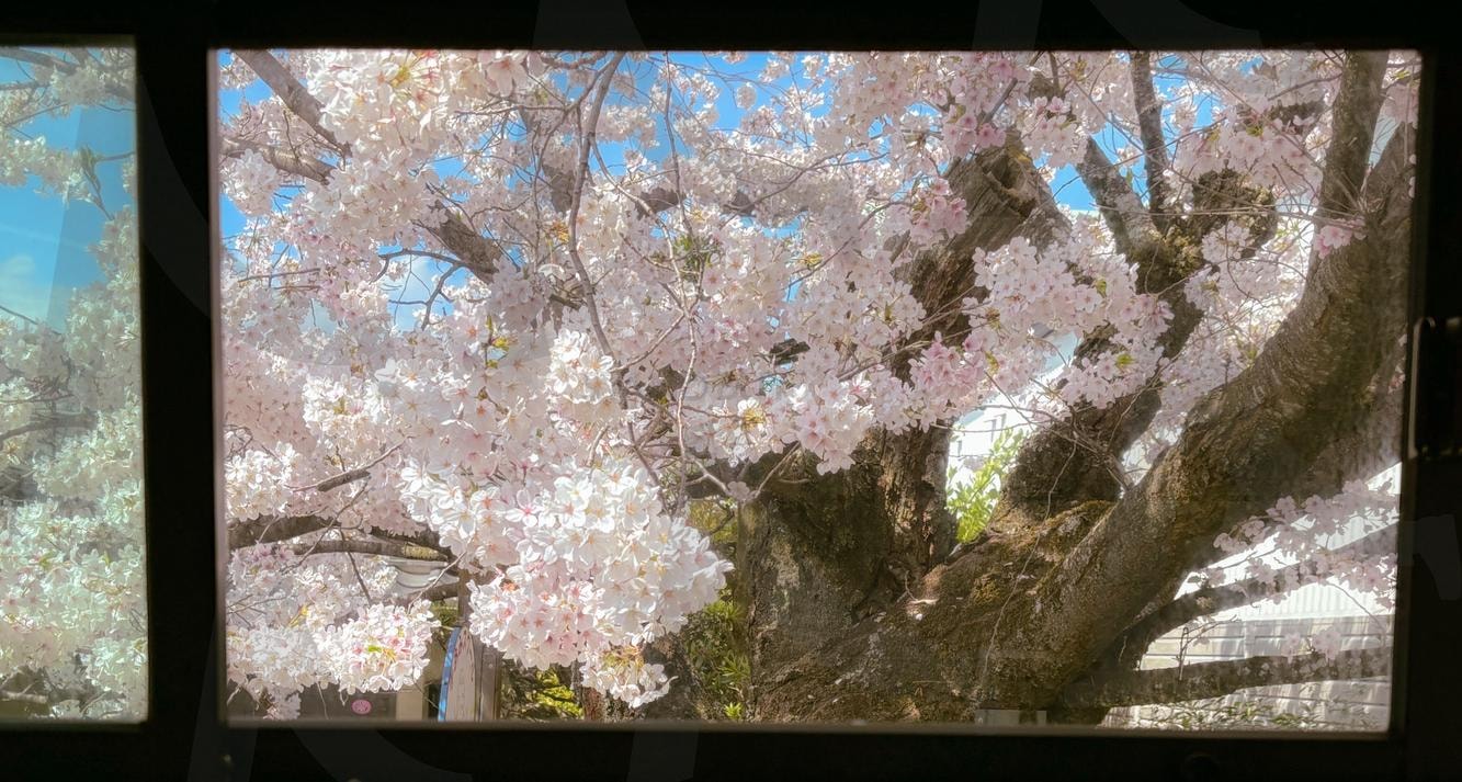 벚꽃 | 벚꽃, 벚꽃사진, 벚꽃개화, 벚꽃놀이, 감성사진, 날씨, 배경화면사진, 핸드폰, 아이폰, 하우웨더엽서, 엽서사진 | 스탠바이 STANDBUY 디지털 콘텐츠