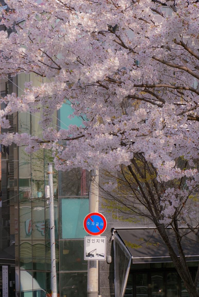 벚꽃 | 벚꽃, 벚꽃사진, 벚꽃구경, 벚꽃사진잘찍는법, 엽서, 엽서판매, 일상, 봄 | 스탠바이 STANDBUY 디지털 콘텐츠