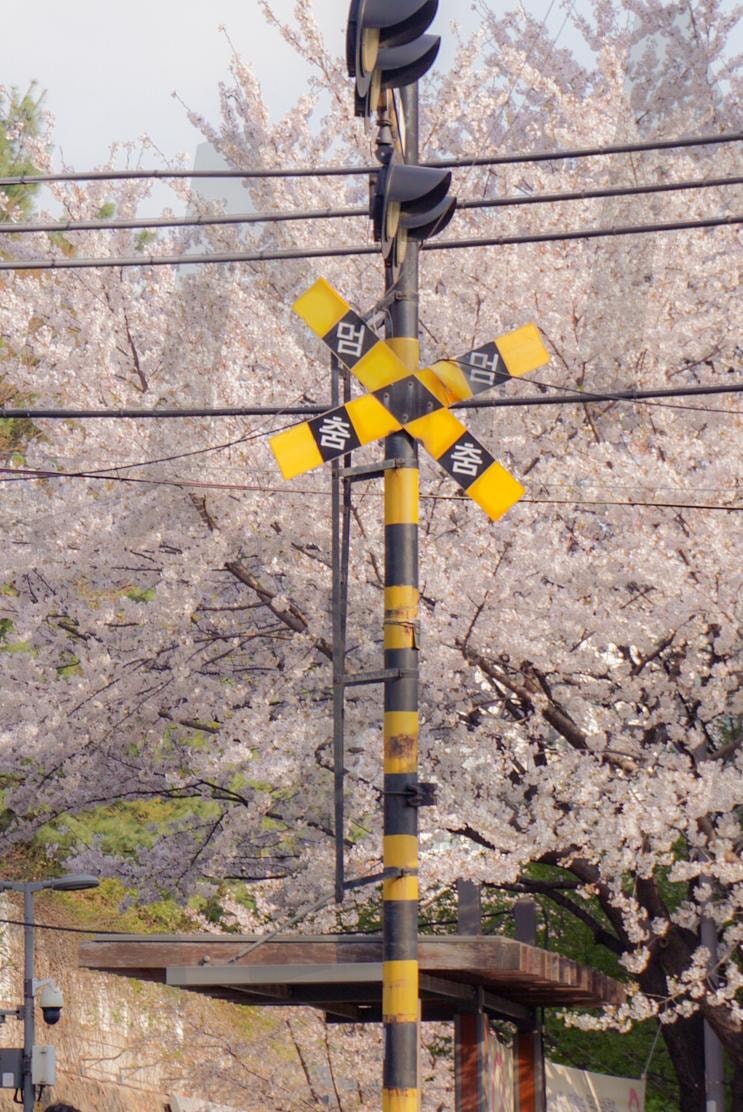 벚꽃기찻길 | 봄, 벚꽃, 벚꽃사진, 엽서사진, 감성사진, 엽서판매, 벚꽃기찻길 | 스탠바이 STANDBUY 디지털 콘텐츠