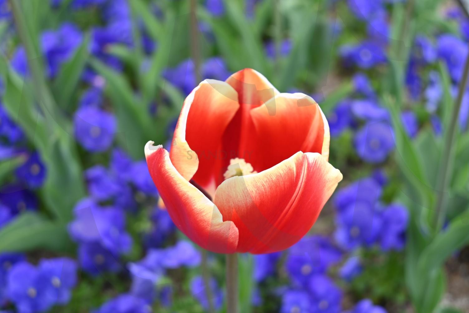 튤립 3 | 튤립, 꽃, 봄, 꽃사진, 시민공원 | 스탠바이 STANDBUY 디지털 콘텐츠