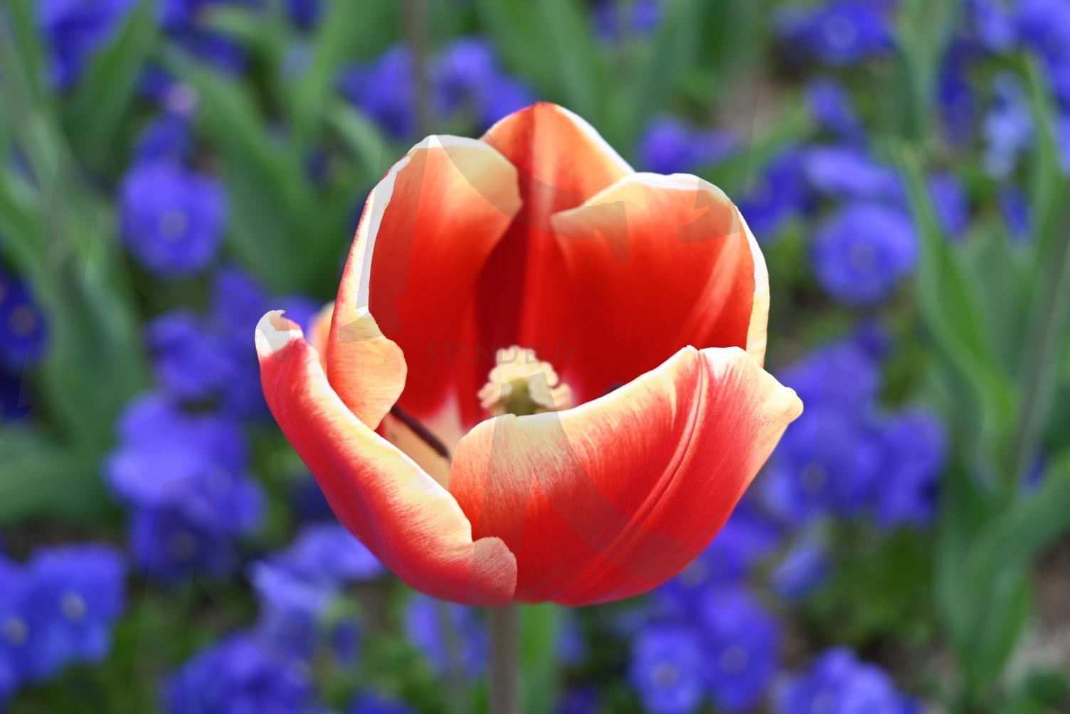 튤립 4 | 튤립, 꽃, 봄, 시민공원, 부산 | 스탠바이 STANDBUY 디지털 콘텐츠