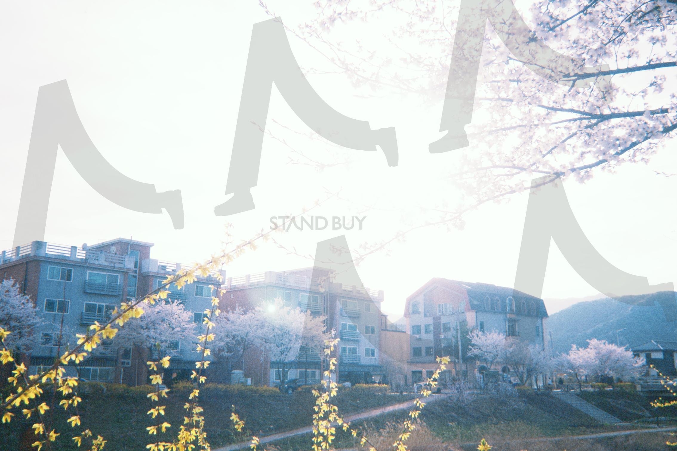 햇빛에 비친 가평의 한 마을- 개나리와 벚꽃, 주택의 감성 물씬 | 가평, 설악, 벚꽃, 봄, 개나리, 봄꽃, 옛날감성, 필카, 따스함, 따뜻함, 햇빛, 1900년대, 마을, 주택, 산책로, 감성, 올드감성, 포근함 | 스탠바이 STANDBUY 디지털 콘텐츠