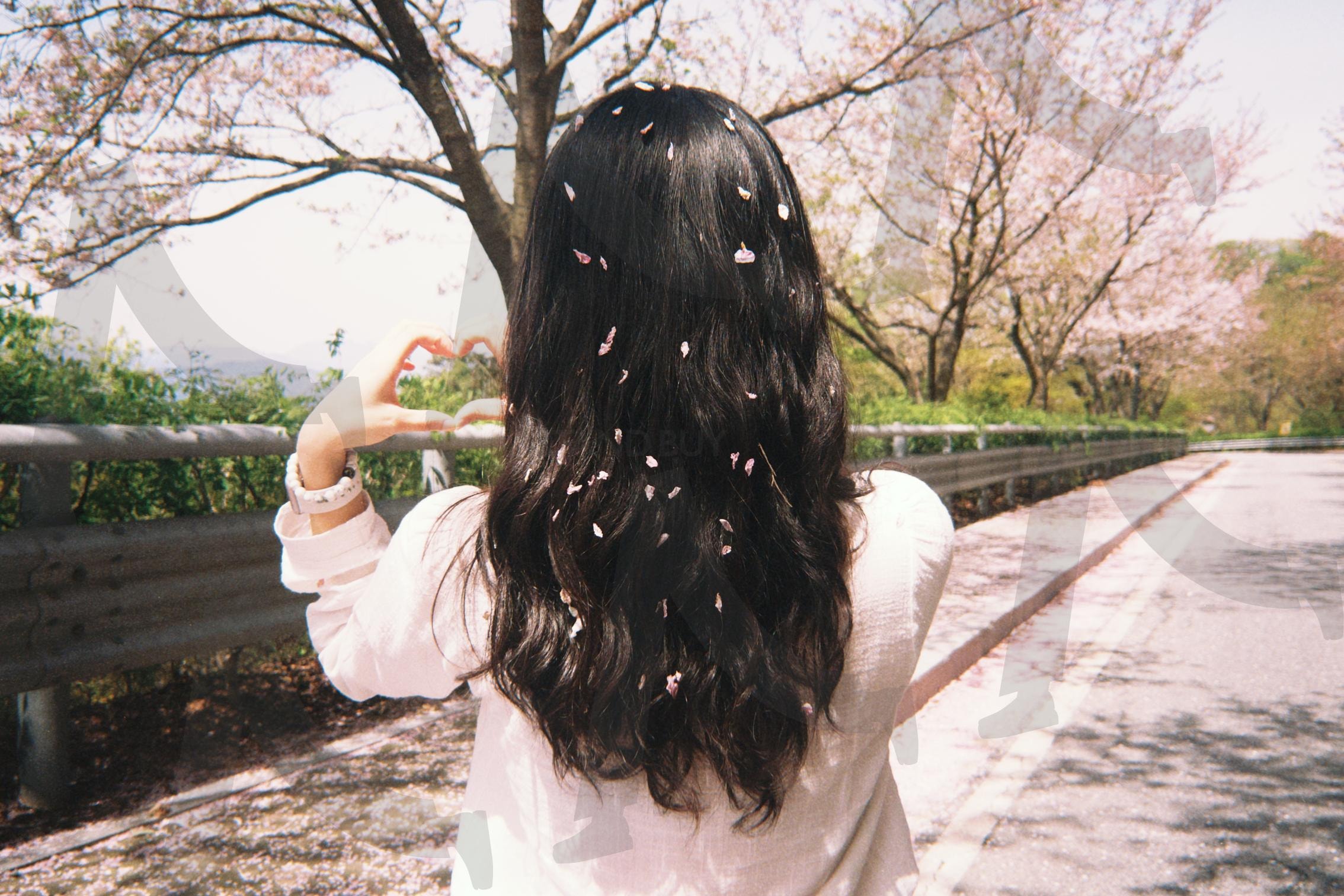 벚꽃잎이 머리카락에 아름답게 앉은 사랑스런 소녀의 뒷모습과 손하트 | 소녀, 첫사랑, 손하트, 하트, 벚꽃, 벚꽃잎, 4월, 봄, 봄맞이, 봄향기, 사랑스러운, 소녀감성, 핑크, 러브, 머리카락, 뒷모습, 배경, 아름다운, 따뜻한, 벚꽃나무 | 스탠바이 STANDBUY 디지털 콘텐츠