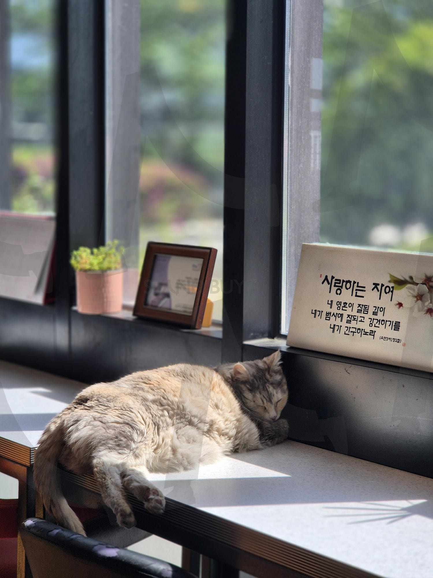 고양이 1 | 고양이, 잠자는 고양이, 귀찮은 고양이, 피곤한 고양이, 부산 | 스탠바이 STANDBUY 디지털 콘텐츠