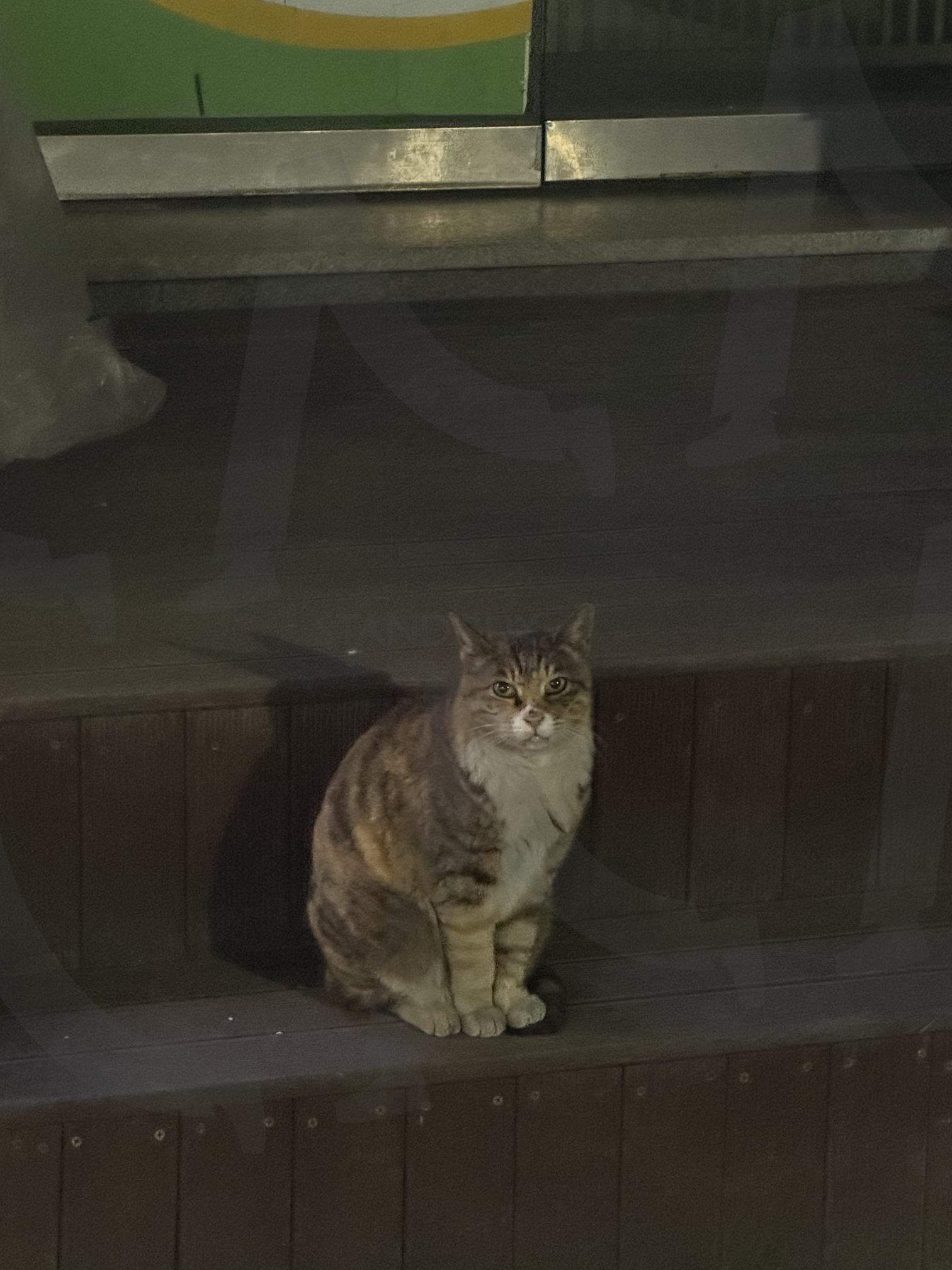고양이 | 동물, 고양이, 밤, 귀여운, 귀여운사진, 고양이사진, 동물사진 | 스탠바이 STANDBUY 디지털 콘텐츠