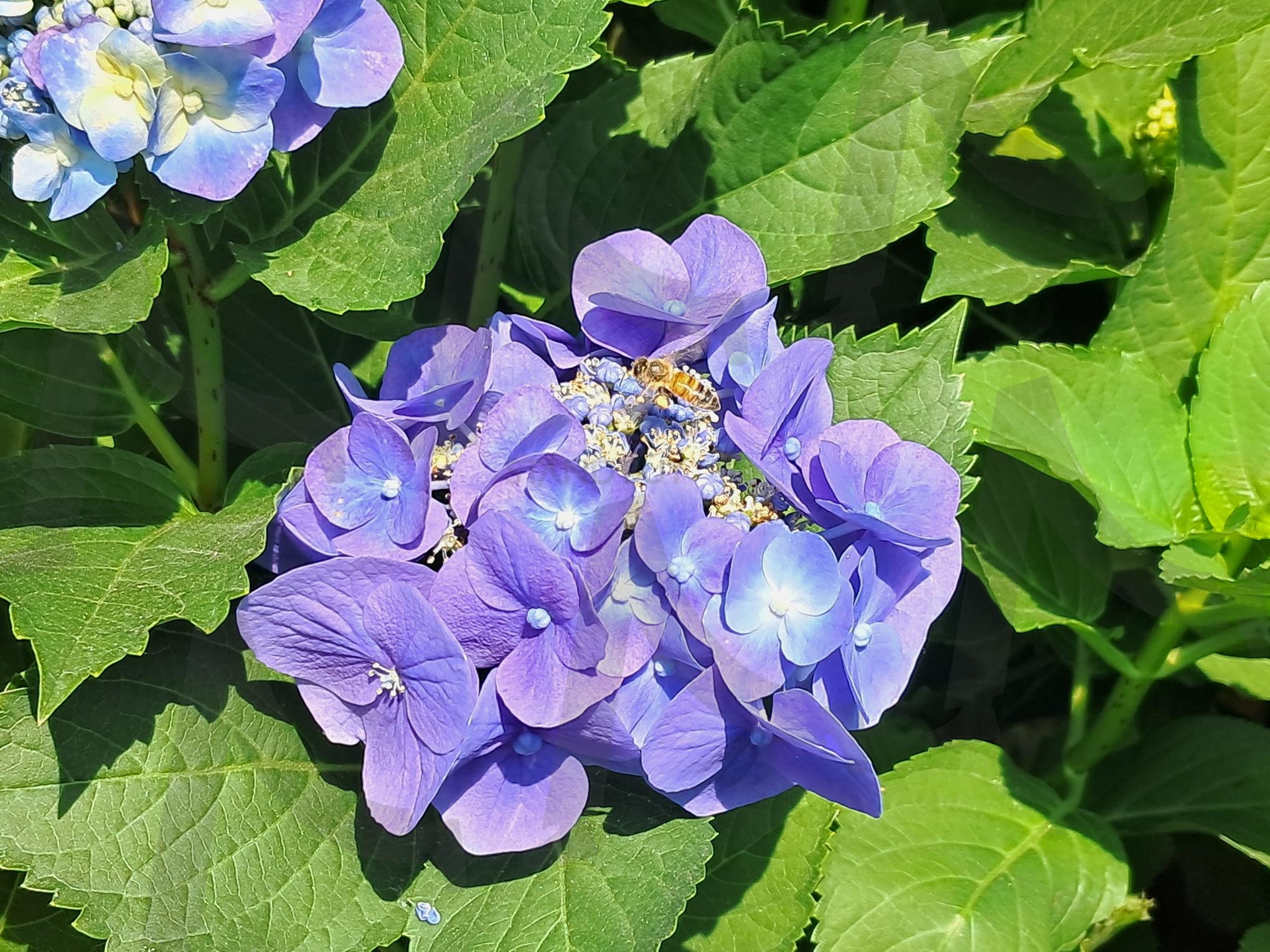 6월의 정원, 수국 위로 내려앉은 작은 손님 | 수국, 여름꽃, 초여름풍경, 정원산책, 벌, 꿀벌, 힐링, 감성사진, 여름의색, 자연의순간 | 스탠바이 STANDBUY 디지털 콘텐츠