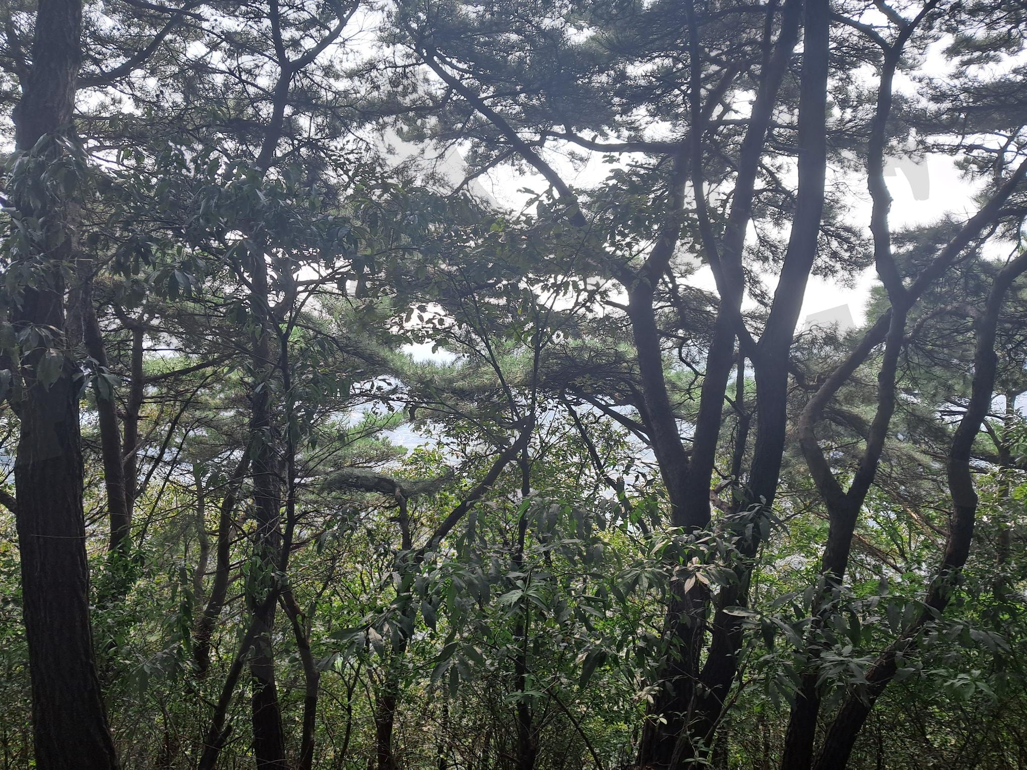 나무들이 속삭이는 길, 계양산의 깊은 품 | 계양산, 숲길산책, 등산기록, 산림욕, 자연풍경, 초록색, 힐링, 여행기록, 숲속, 계양산등산 | 스탠바이 STANDBUY 디지털 콘텐츠