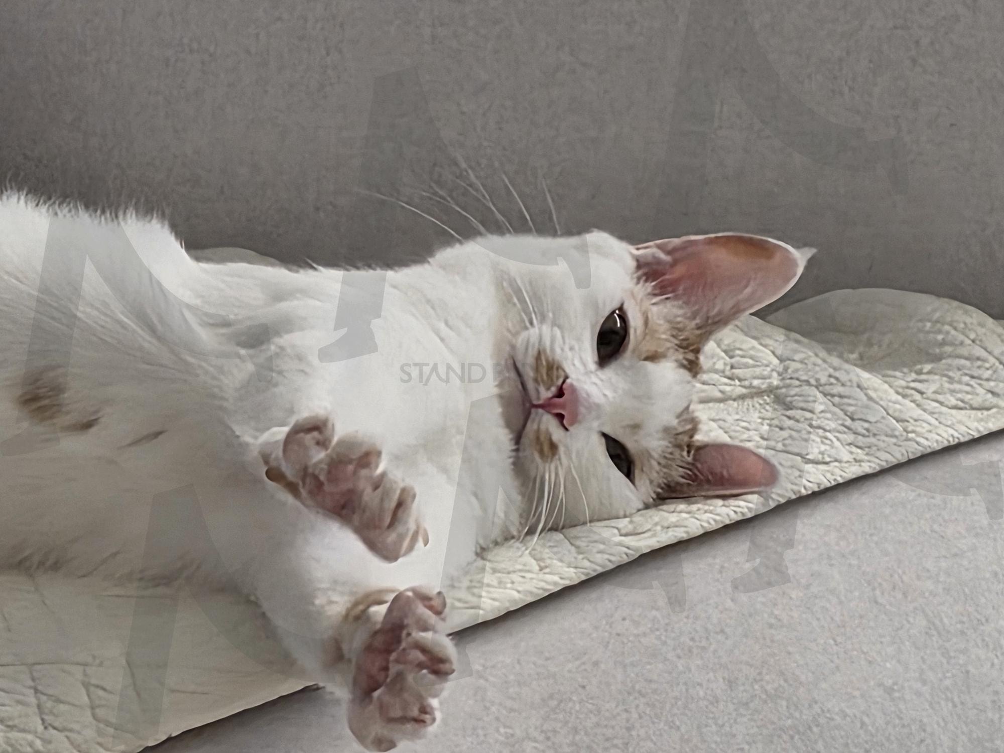 기지개 켜는 고양이 | 고양이, 귀여움, 동물, 반려묘, 냥집사 | 스탠바이 STANDBUY 디지털 콘텐츠