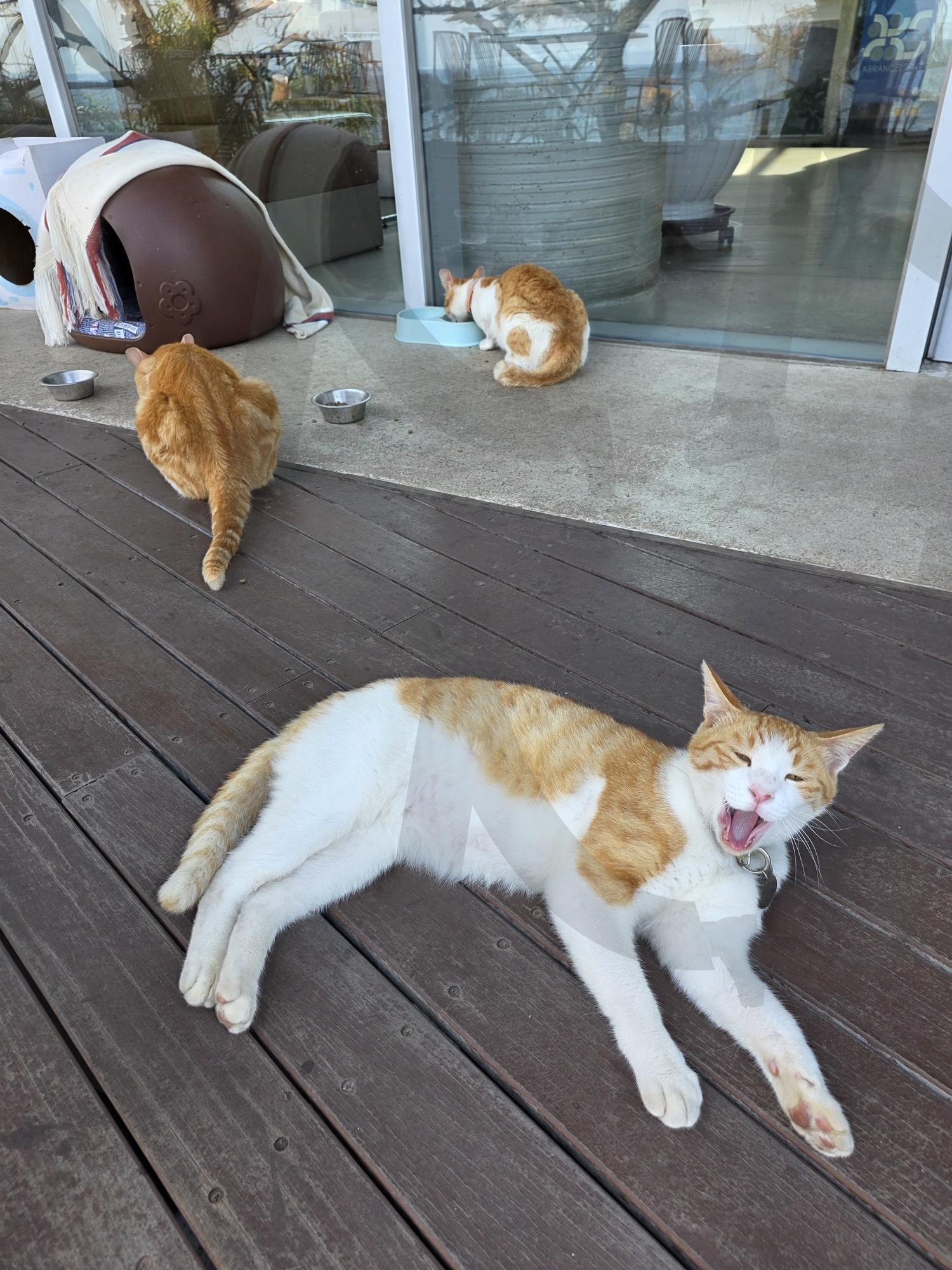 고양이가 머무는 쉼터 | 고양이, 길고양이, 일상, 힐링, 카페 | 스탠바이 STANDBUY 디지털 콘텐츠