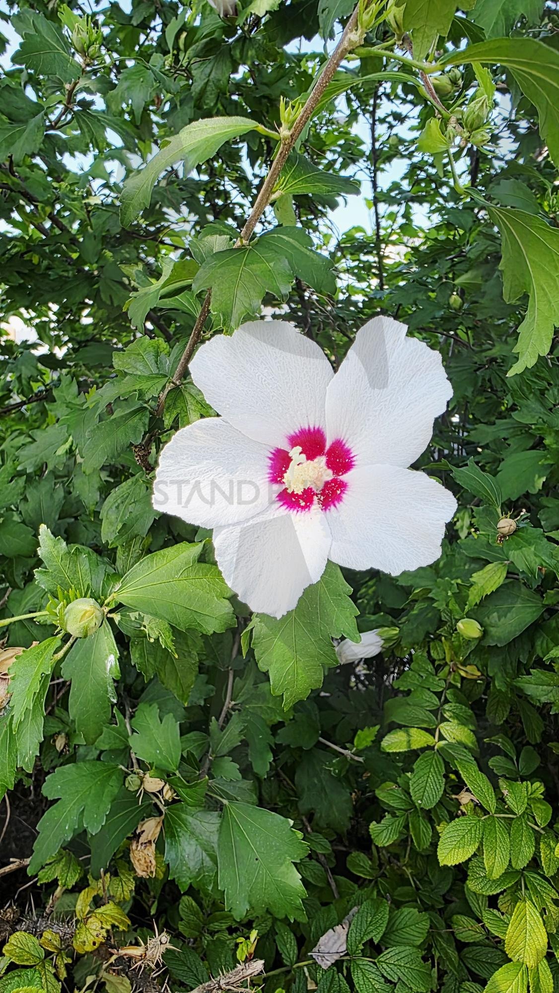 나라꽃 | 무구화, 나라꽃, 그림, 사진, 작품, 작가, 아티스트 | 스탠바이 STANDBUY 디지털 콘텐츠